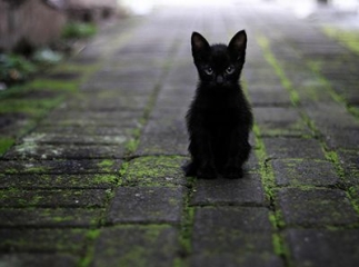 Chat de gouttière